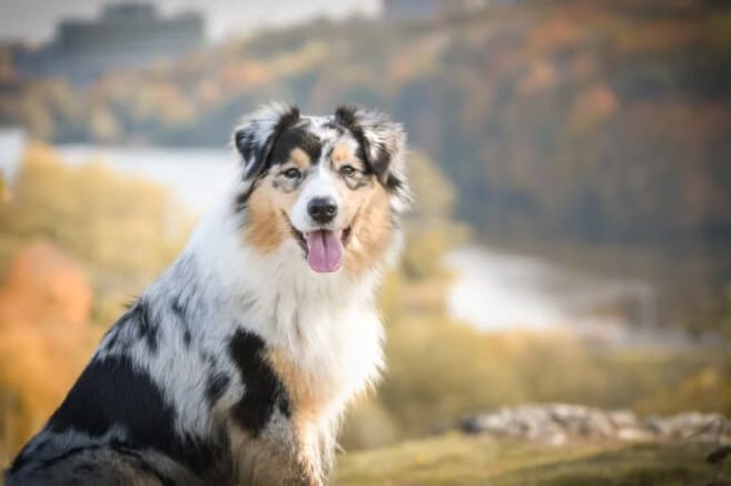 Australian Shepherd